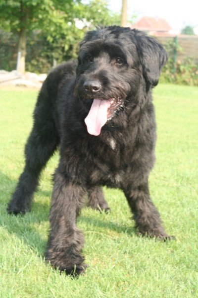 Bo_puppy